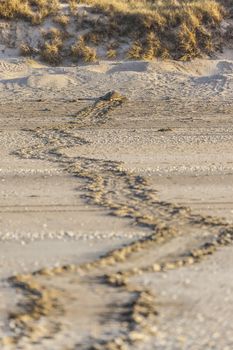 A turtle at 80 mile beach in Australia