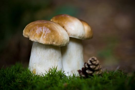 Two little boletus with green moss in the wild, mushrooms