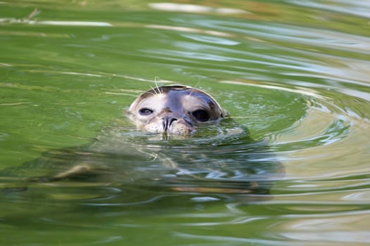 seal in water wildlife scene