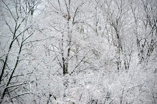 Deciduous trees covered with fresh snow - closeup