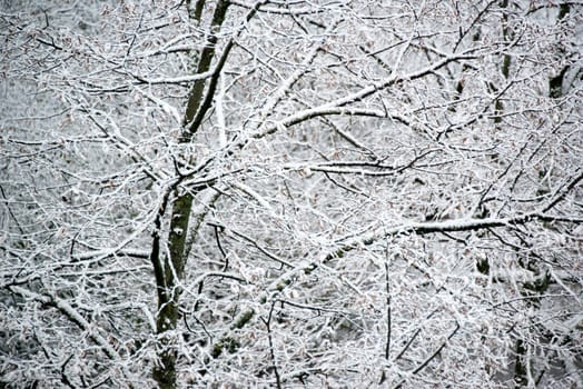 Deciduous trees covered with fresh snow - closeup
