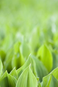 Focus on fresh green leafs of lilies