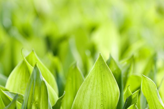 Focus on fresh green leafs of lilies with dewdrops