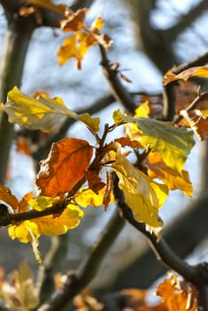 Colorful autumn leaves in the garden, sunny day