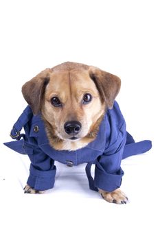 a soldier dog with sunglasses