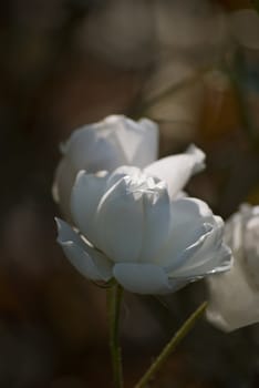 White autumn rose under the sun in the dark garden