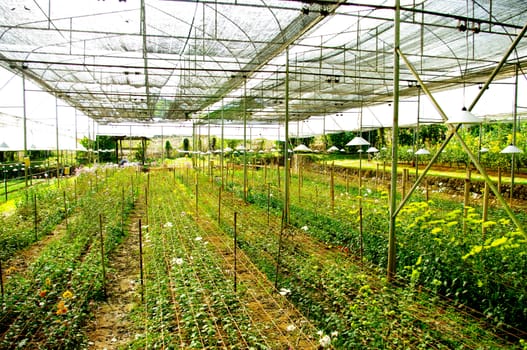 Plant green house flower nursery in Thailand