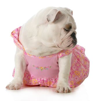 female dog - english bulldog wearing pink dress isolated on white background