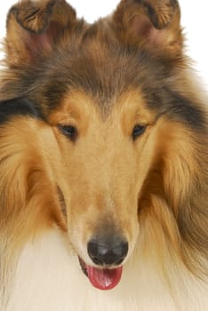 collie - rough collie portrait on white background