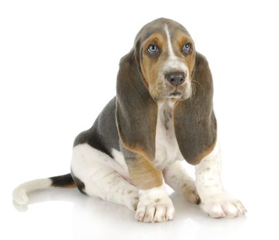 basset hound puppy sitting on white background