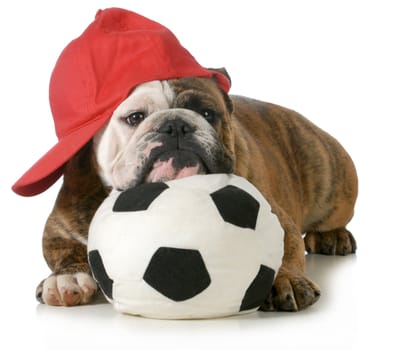 sports hound - english bulldog laying down with head resting on soccer ball 