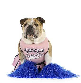 cheerleader - english bulldog dressed up like a cheerleader on white background