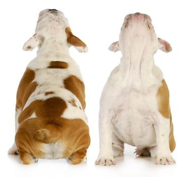 puppy looking up from the front and back view - english bulldog