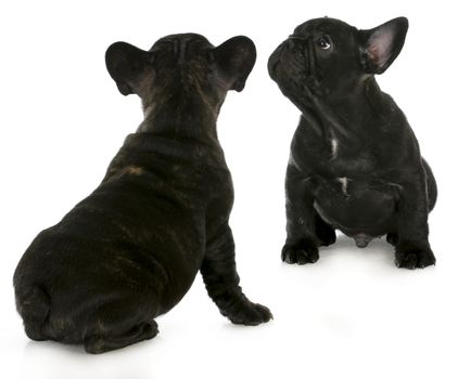 two french bulldog puppies looking up isolated on white background