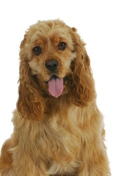 cocker spaniel with tongue out panting isolated on white background