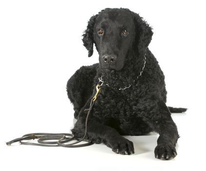 curly coated retriever on a leather leash and choke collar isolated on white background