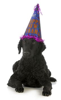 happy new year dog - curly coated retriever wearing silly hat isolated on white background