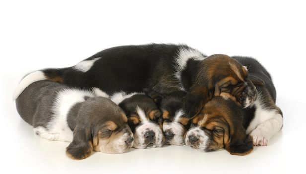 litter of puppies - 3 week old basset hound puppies sleeping on white background