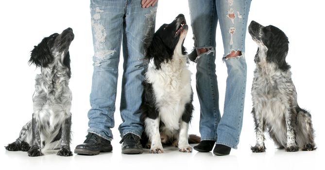 family with dogs - husband and wife with three dogs isolated on white background