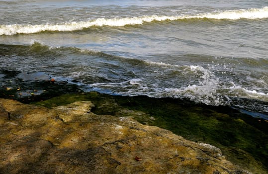 Algae leaves and water