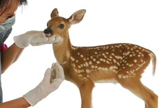 wildlife veterinary care - veterinarian giving needle to baby deer isolated on white background