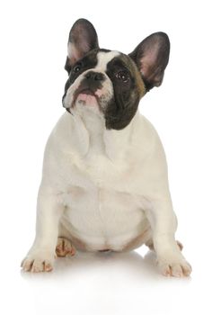 french bulldog sitting looking up on white background