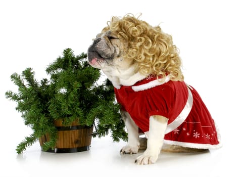 christmas dog - english bulldog sitting beside christmas tree isolated on white background