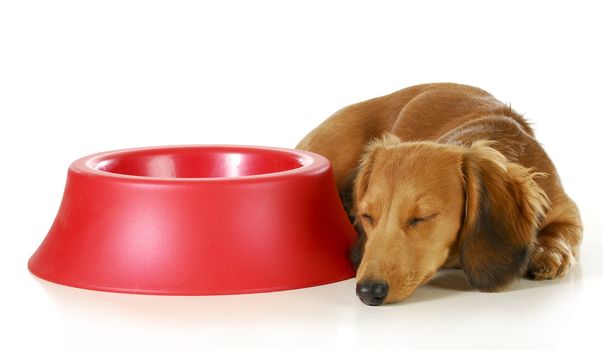 dog waiting to be fed - long haired miniature dachshund sleeping beside empty dog food dish isolated on white background