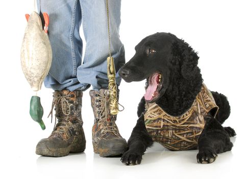 hunting dog -man hunter and curly coated retriever isolated on white background
