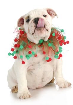 christmas puppy - english bulldog puppy wearing red and green scarf on white background 