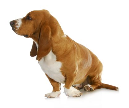 basset hound looking off to the side isolated on white background