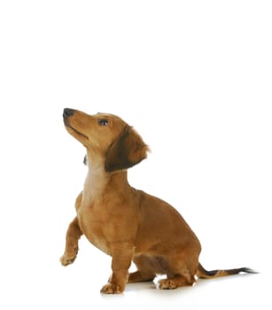 dog begging - long haired dachshund looking up isolated on white background