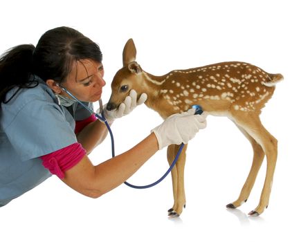 wildlife veterinary care - veterinarian treating baby fawn isolated on white background