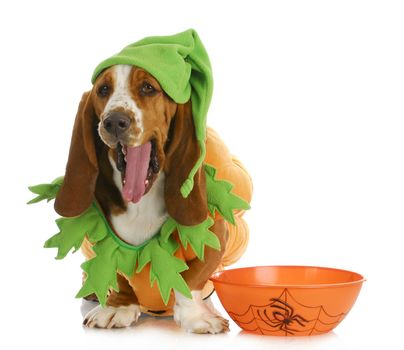 halloween dog - basset hound dressed up like a pumpkin sitting beside trick or treat bowl on white background