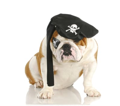 pirate - english bulldog wearing pirate costume isolated on white background