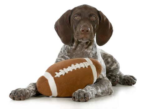 cute puppy- german short haired pointer puppy with stuffed football isolated on white background