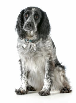 dog sitting - english cocker spaniel cross looking at viewer sitting on white background