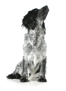 dog looking up - english cocker spaniel cross sitting looking up isolated on white background