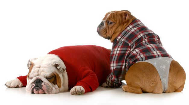 dog couple - english bulldog couple isolated on white background
