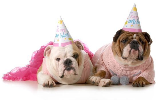 birthday dog - english bulldogs wearing party clothes and birthday hats isolated on white background