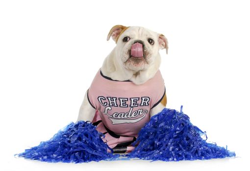 cheerleader - english bulldog dressed up like a cheerleader on white background