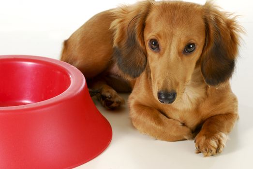 dog waiting to be fed - long haired miniature dachshund sleeping beside empty dog food dish isolated on white background