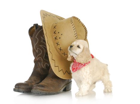 country dog - american cocker spaniel with western boots and hat isolated on white background