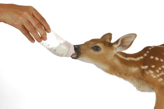 orphaned fawn - bottled feeding baby fawn - 3 days old - whitetailed doeling