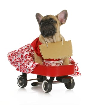 female french bulldog with a riding in a wagon isolated on white background