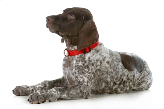 german shorthaired pointer wearing red collar laying down looking up isolated on white background