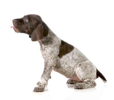 puppy with tongue out - german short haired pointer with tongue sticking out isolated on white background - 5 weeks old