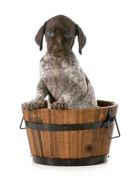 puppy bath - german shorthaired pointer in a wash basin isolated on white background