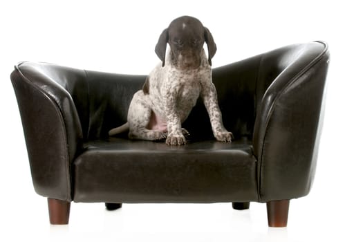 cute puppy - german short haired pointer puppy sitting on couch with eyes closed - 5 weeks old