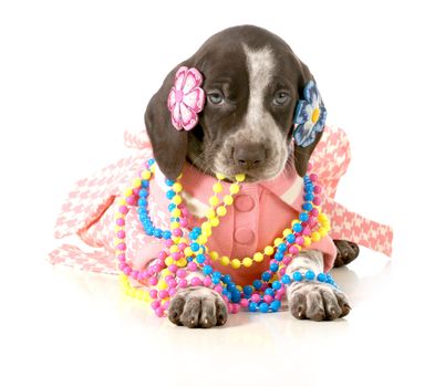 female puppy - german short haired pointer puppy dressed up in girls clothing isolated on white background - 5 weeks old